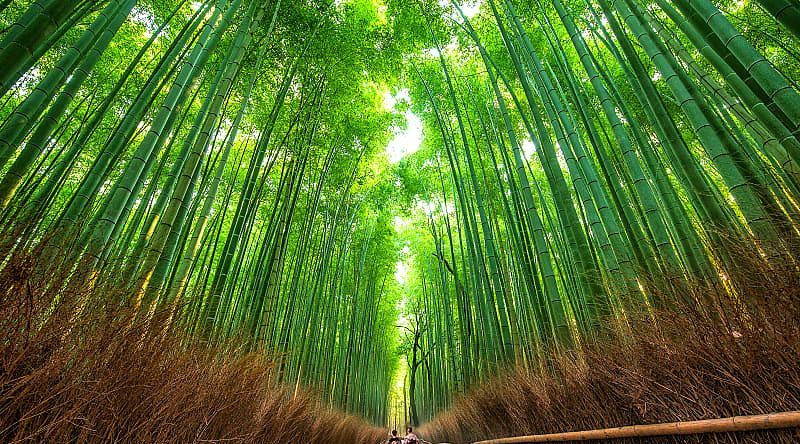 Sagano Bamboo Forest, Kyoto, a picturesque grove in the middle of urban landscapes, Japan Sagano Bamboo Forest, Kyoto, a picturesque grove in the middle of urban landscapes, Japan