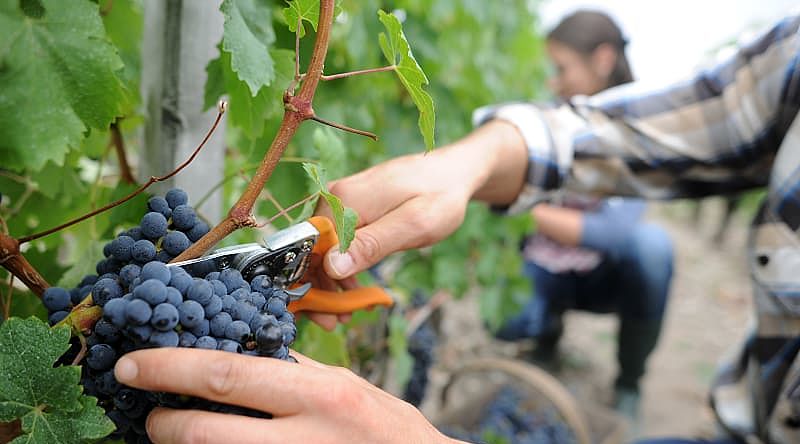 Grape harvest and wine festival at Loire Valley in France