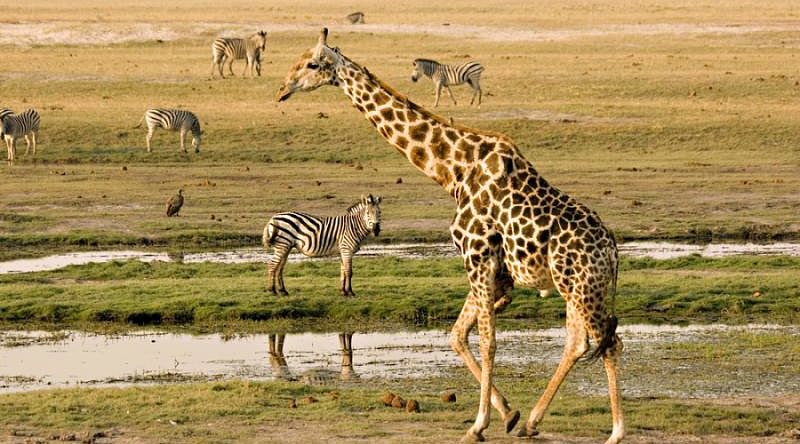 Best of Botswana Safari & Victoria Falls Wildlife on the Chobe riverfront with giraffe walking in the foreground | Botswana, Africa