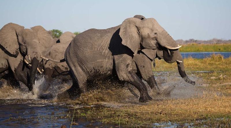 Family of elephants storming out of a waterhole together in Botswana, Africa