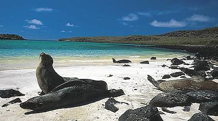 Seals in the Galapagos Islands in Ecuador