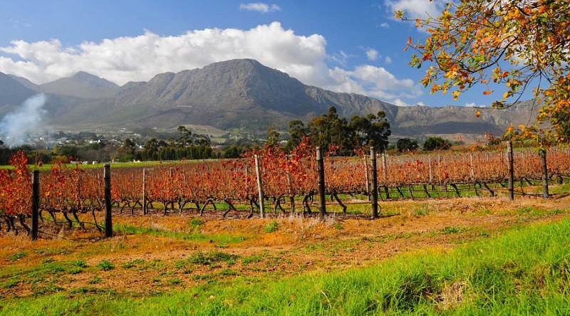 Winelands in Cape Town, South Africa.
