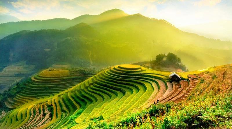 Rice field terraces at sunrise