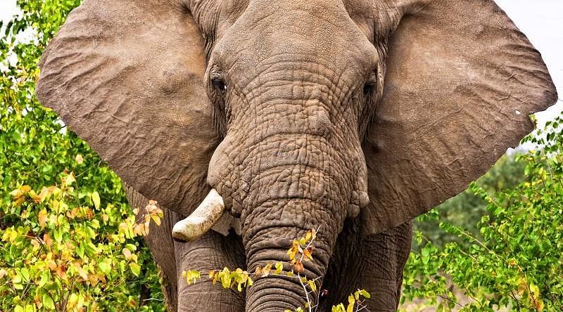 Elephant in Kruger National Park, South Africa