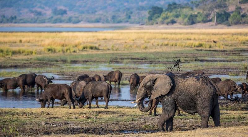 Elephants roam by the river in Chobe National Park.