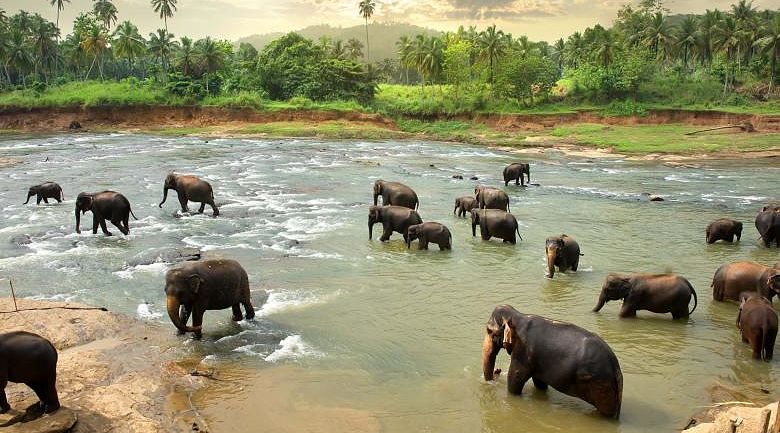 Elephant family in Sri Lanka