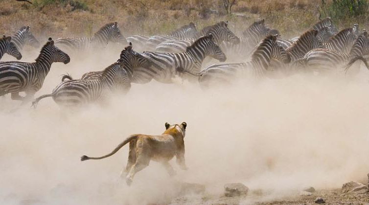 Lioness hunting zebra in Masai Mara, Kenya Lioness hunting zebra in Masai Mara, Kenya