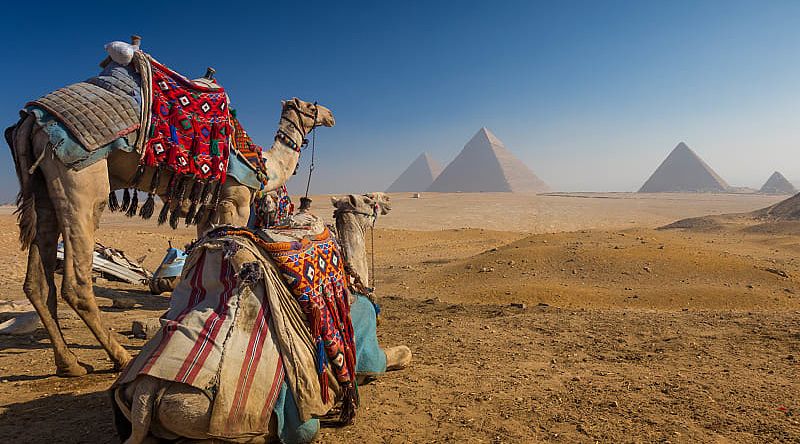 Pyramids of Giza, Egypt. Camels rest before majestic pyramids on Egypt’s sunlit Giza Plateau.