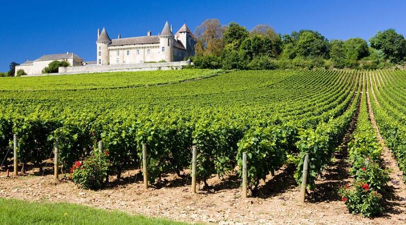 A vineyard in Burgundy, France