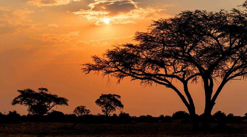 A Zimbabwe sunset creating tree silhouettes in the foreground
