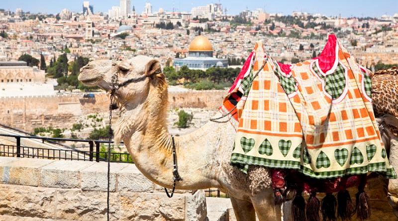 Camel on Mount of Olives in Jerusalem, Israel.