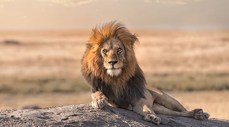 A male lion is sitting on the top of the rock in Serengeti nation park, Tanzania. A male lion is sitting on the top of the rock in Serengeti nation park, Tanzania.