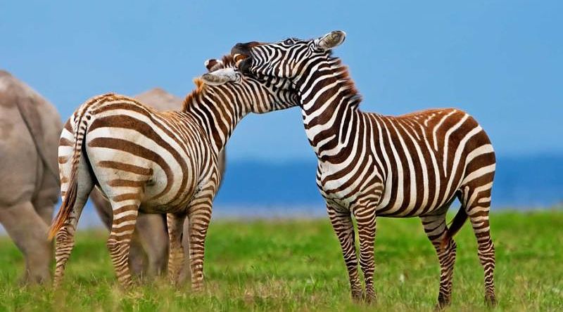 Two Kenyan zebras embracing each other | Lake Nakuru National Park