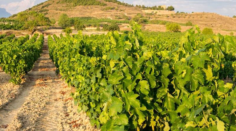 Vineyard and Davalillo Castle in La Rioja, Spain.
