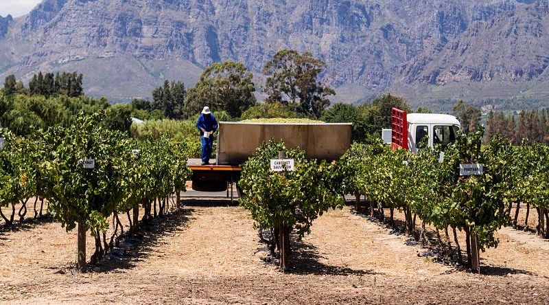 Vineyards in Cape Town, South Africa.
