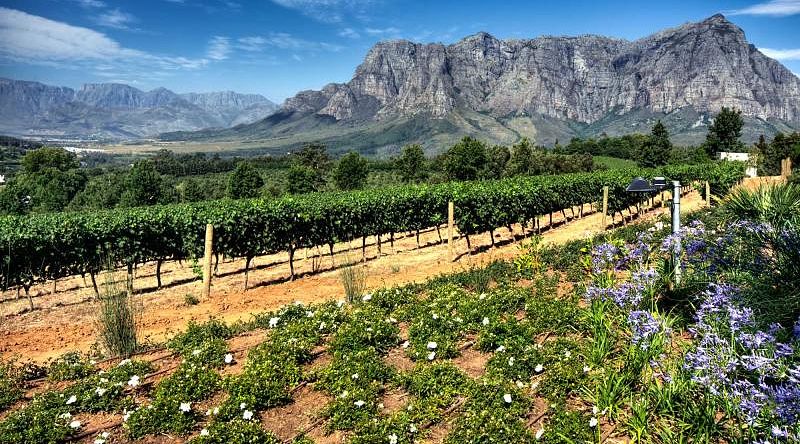Vineyards in South Africa