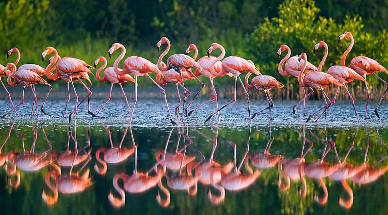 Flamingos standing in water with reflection