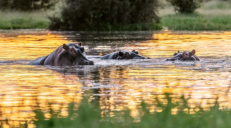 Wild hippos in the Nile River, Uganda