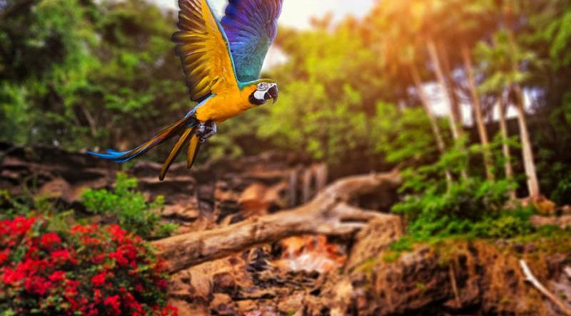 Ara parrot in the rainforest, Costa Rica