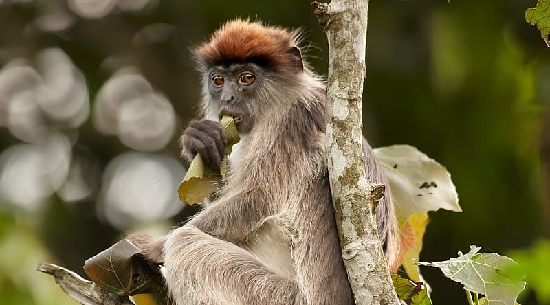 Red Colobus Piliocolobus in the forest, Uganda