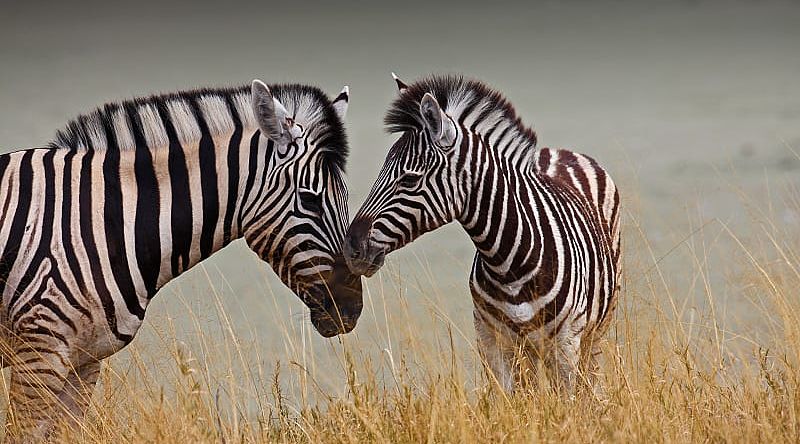 A mother and baby zebra in Botswana.