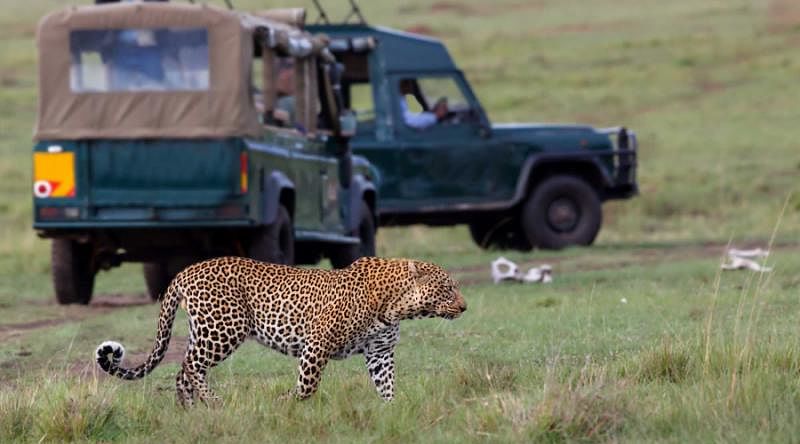 African Safari in Kenya: 7 Day Custom Tour A regal African leopard with a safari tour in the background | Kenya, Africa