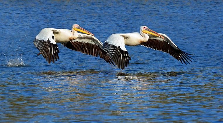 White pelicans in Namibia
