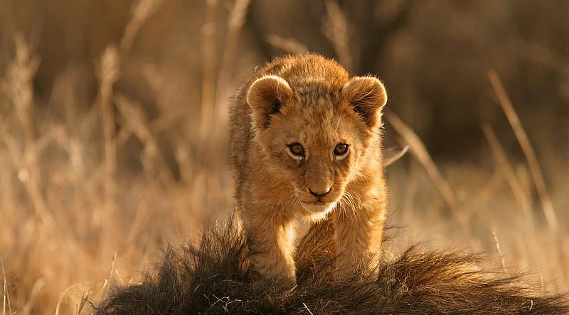 Lion cub climbing on the head of his father Lion cub climbing on the head of his father