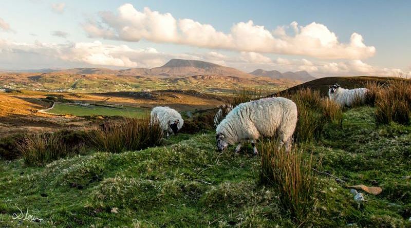 Sheeps in the countryside of Ireland.