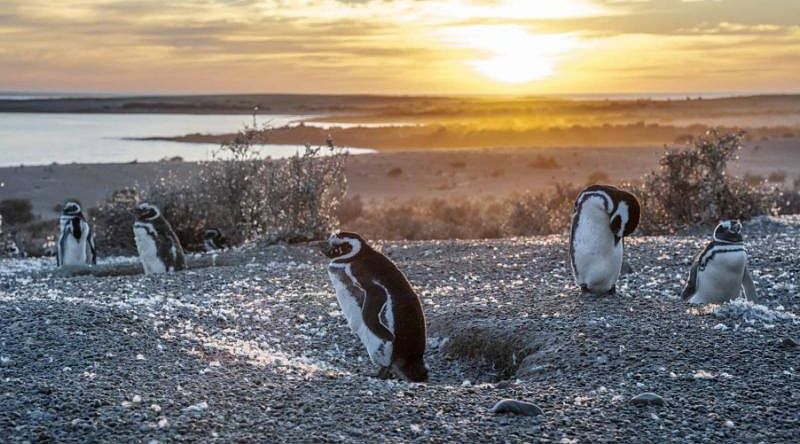 Argentina Tour of Patagonia, Puerto Madryn & Buenos Aires Magellanic penguins in Argentinian Patagonia