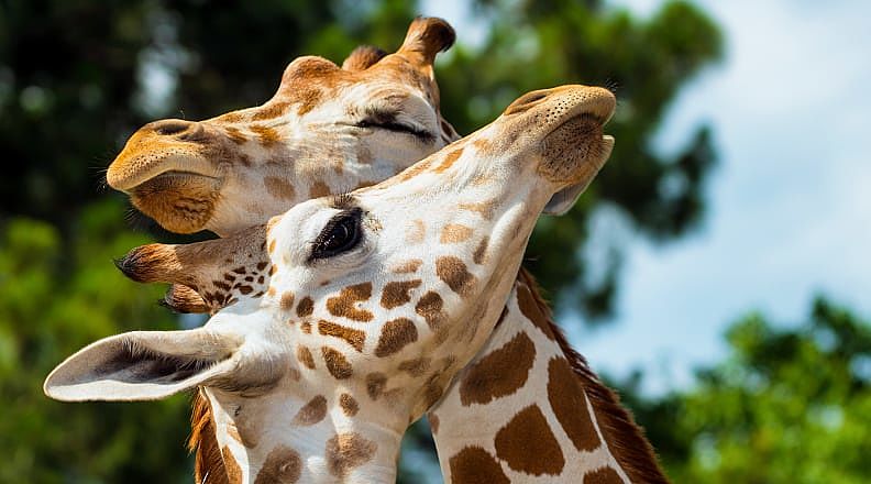 Close up of giraffes grooming each other in Kenya Close up of giraffes grooming each other in Kenya