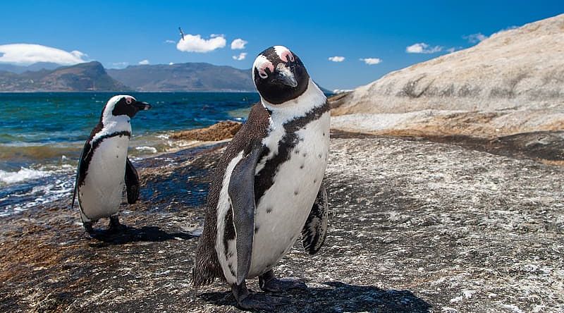 Penguins on Boulders Beach near Cape Town, South Africa