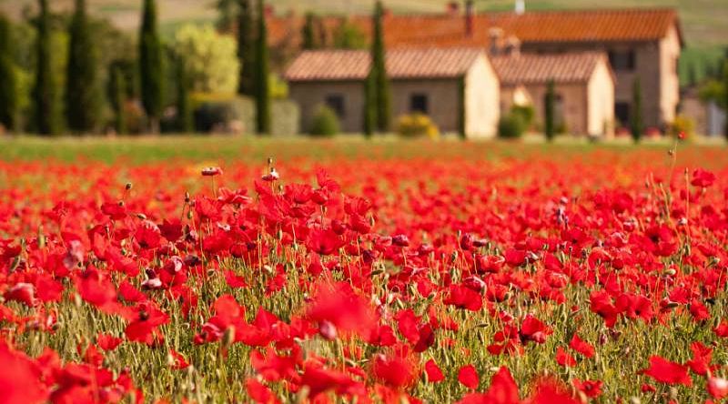 Flower fields, a village near Florence, Tuscany Flower fields, a village near Florence, Tuscany