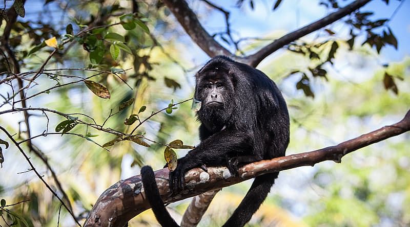Black Howler monkey in Belize