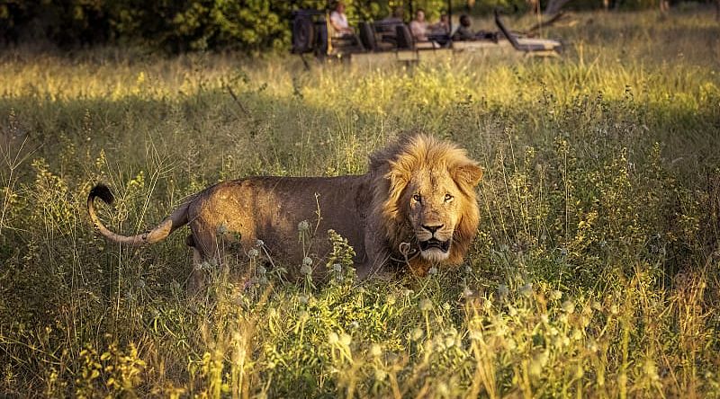 7-Day Classic Delta Tour - Okavango Delta, Botswana Large male lion walking through the tall grass on the Okavango Delta, Botswana