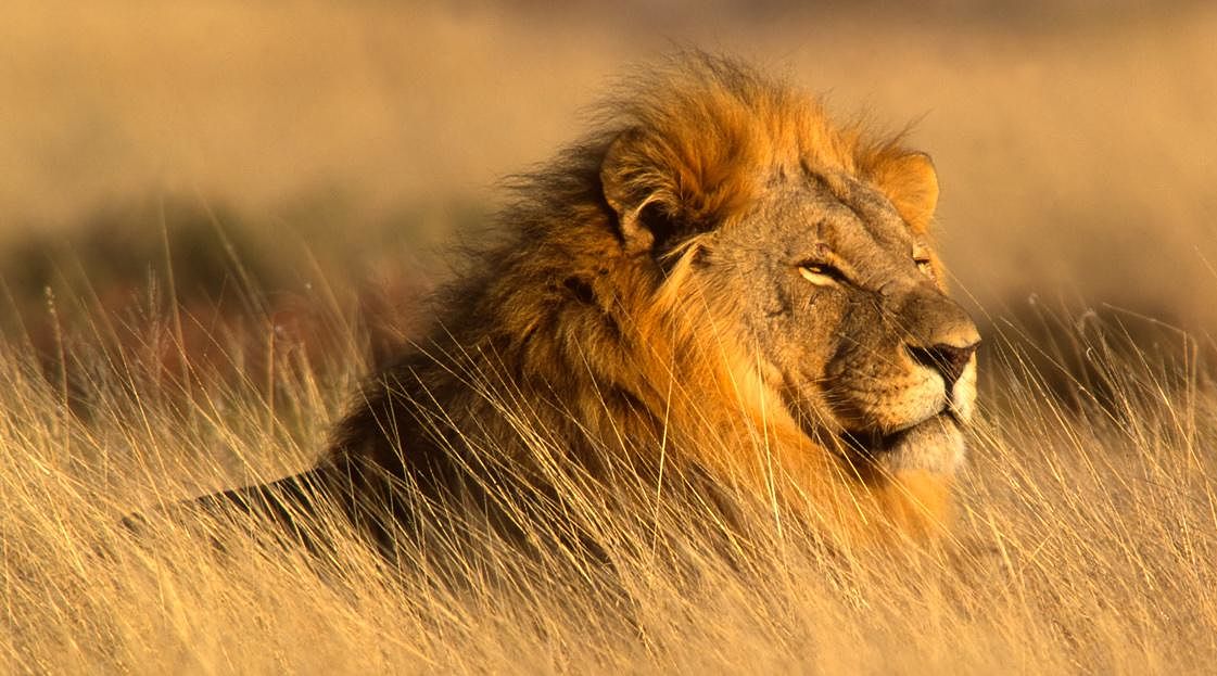 Best of Zimbabwe and Chobe Private Safari - Lion A magestic lion gazes across the land.