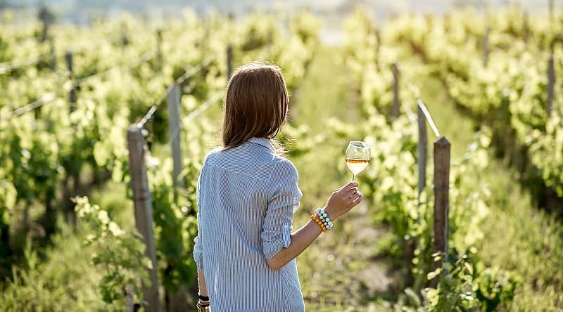 Vineyards in France