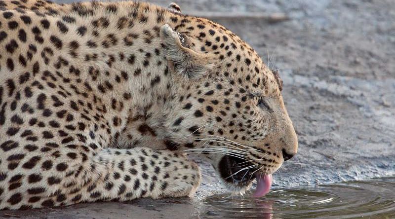 Leopard drinking water in Linyanti, Botswana Leopard drinking water in Linyanti, Botswana