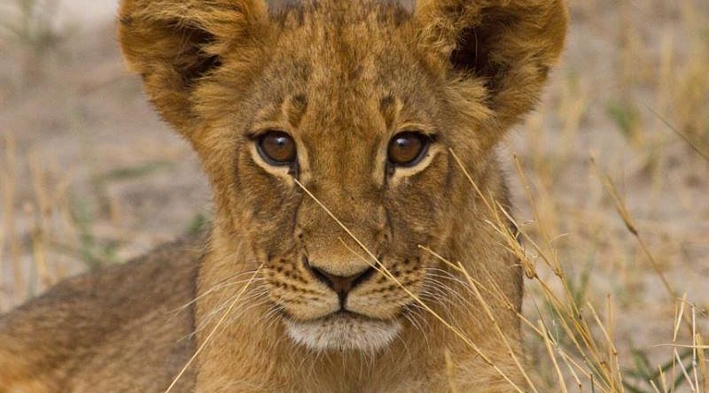 Lion cub in Zimbabwe