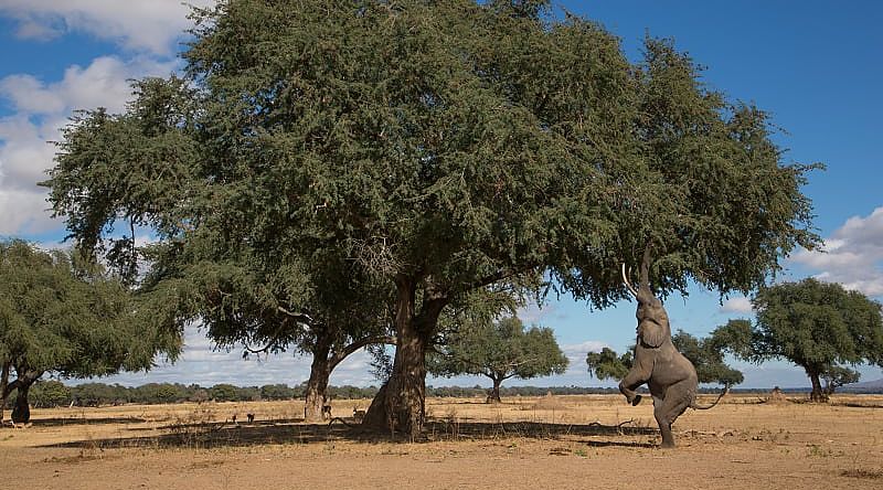 Elephant reaching to the branches of an Ana Tree in Mana Pools National Park