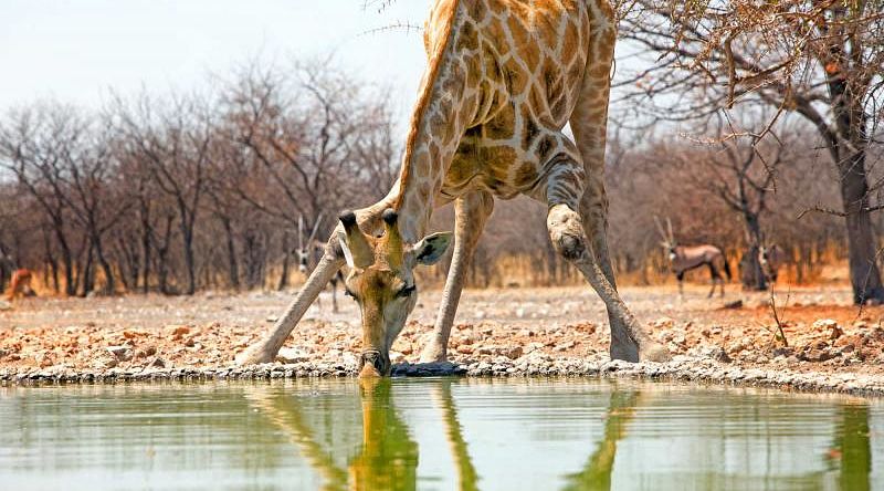 Giraffe drinking from a waterhole at Etosha National Park, Namibia Giraffe drinking from a waterhole at Etosha National Park, Namibia