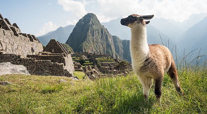 Llama overlooking ruins of the Inca citadel in Machu Picchu, Peru. Llama overlooking ruins of the Inca citadel in Machu Picchu, Peru.
