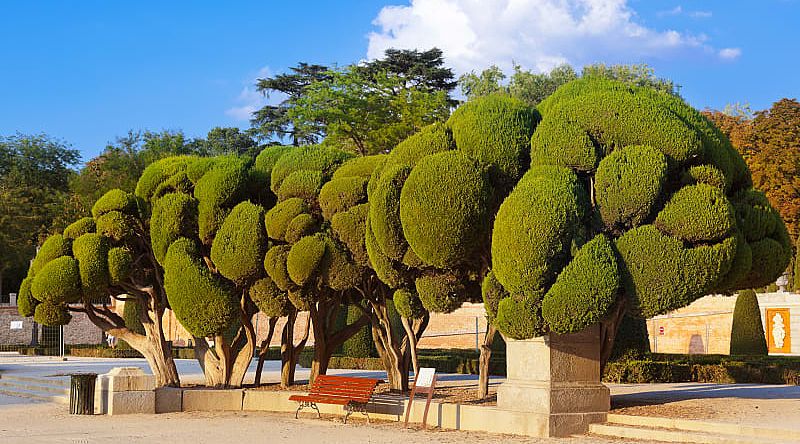 One of 167 tree species in Buen Retiro Park, Madrid, Spain