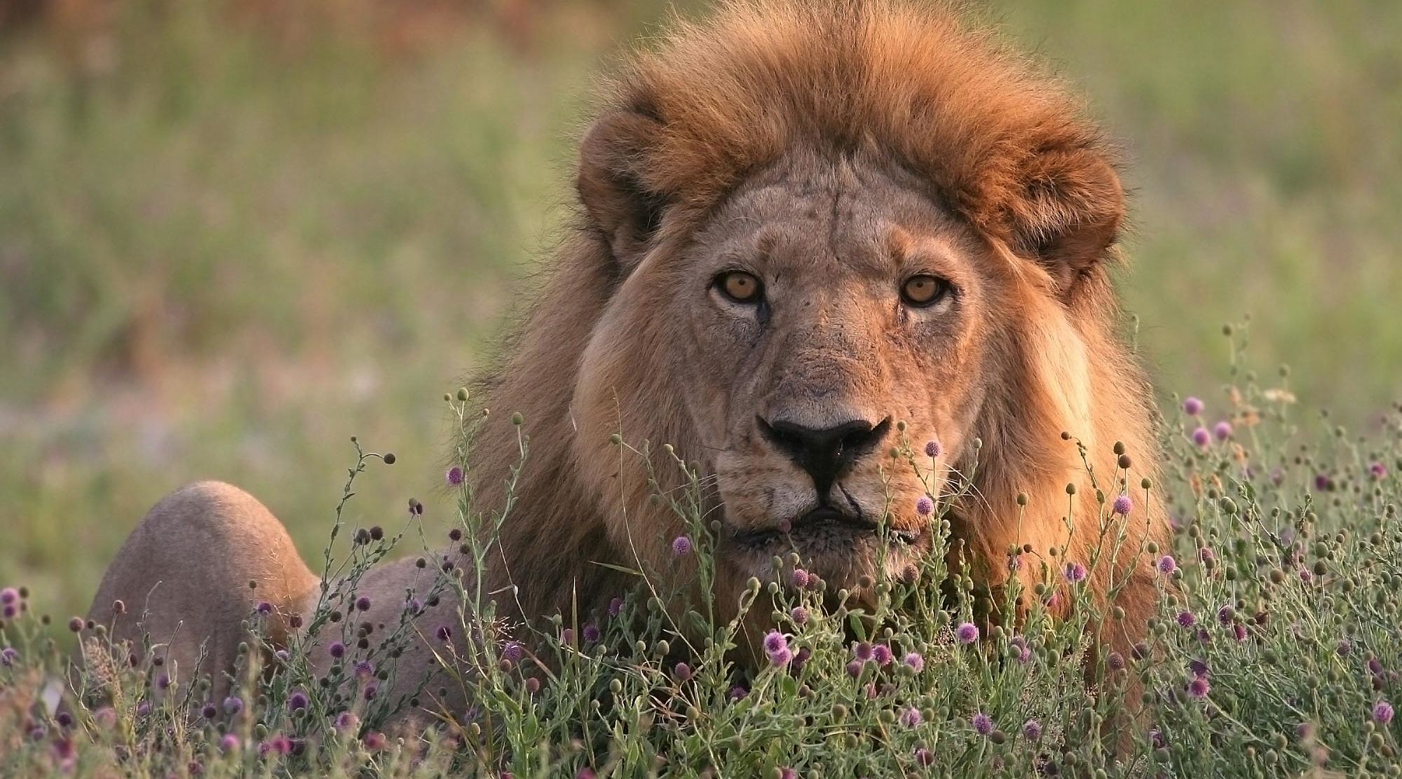 Male lion resting in the rays of the setting sun, Moremi Game Reserve, Botswana