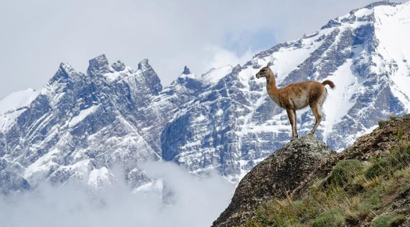 Photo Courtesy of EcoChile. View of a Guanaco and Torres del Paine mountains in the background in Chile.