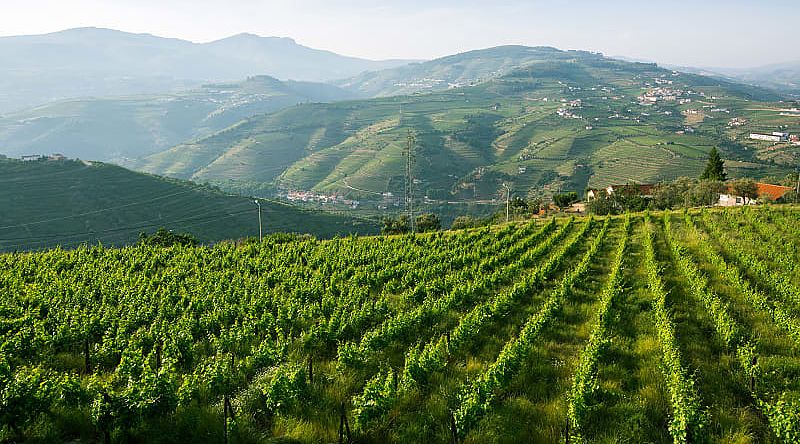 The famous vineyards of the Douro Valley in Portugal