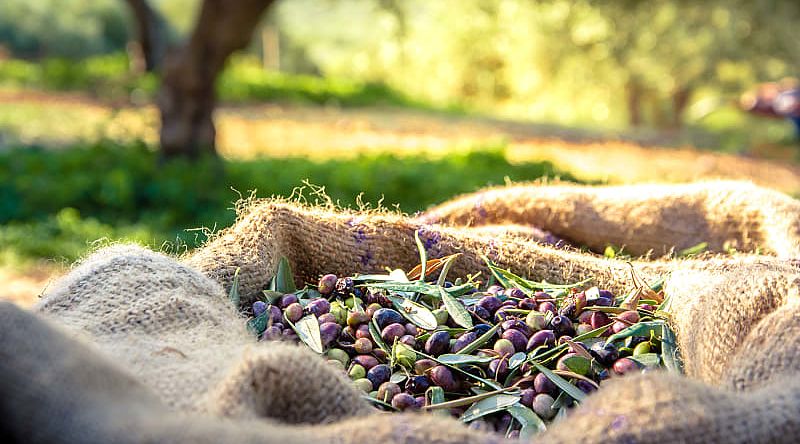 Olive plantation, Greece. Olive plantation, Greece.