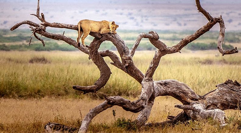 Lion sleeping in a tree in Lake Manyara National Park, Tanzania