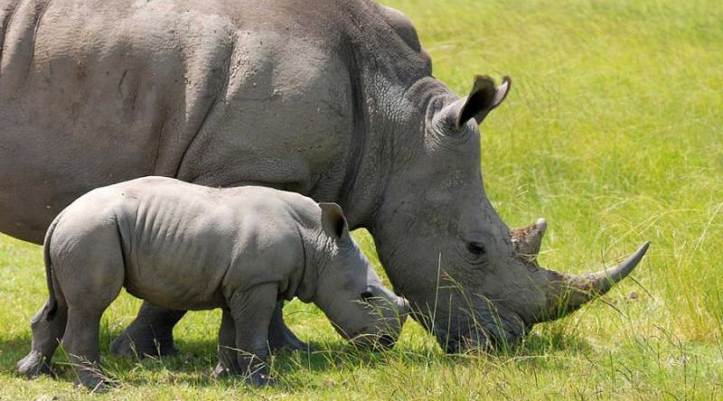 Kruger & Sabi Sands Safari for First Timers - Rhinos Mother and baby rhino