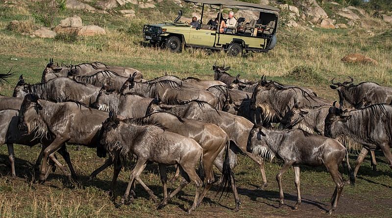 Great Migration in Eastern Serengeti, Tanzania